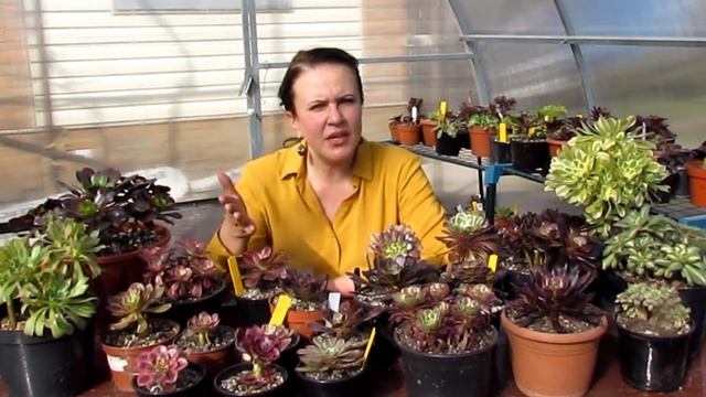Вариегатные эониумы Китая и Кореи / Chinese And Korean Variegated Aeoniums