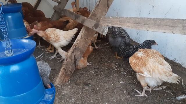 Спасаем кур от мошки? смотреть онлайн