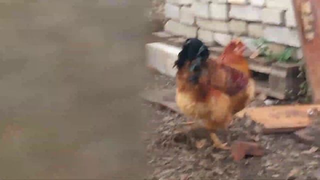 Петух породы Фавероль смотреть онлайн