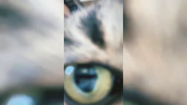 Я в Питере! (#gan13) смотреть онлайн