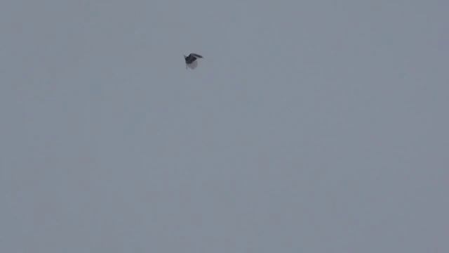 Серпастые голуби февраль 2022г. телефон для связи 8-937-735-47-92 смотреть онлайн