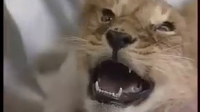 В Челябинске спасли львенка смотреть онлайн