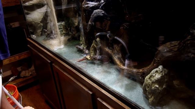 HUGE 350 Gallon Dripwall Paludarium is DONE (Build Part 3) смотреть онлайн
