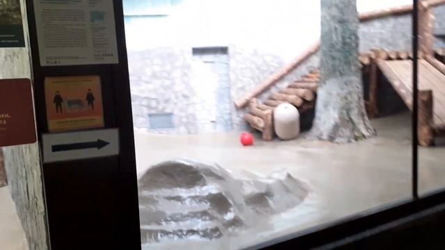 Панды Диндин и Жуи в Московском Зоопарке ??❤❤ Panda in Moscow Zoo смотреть онлайн