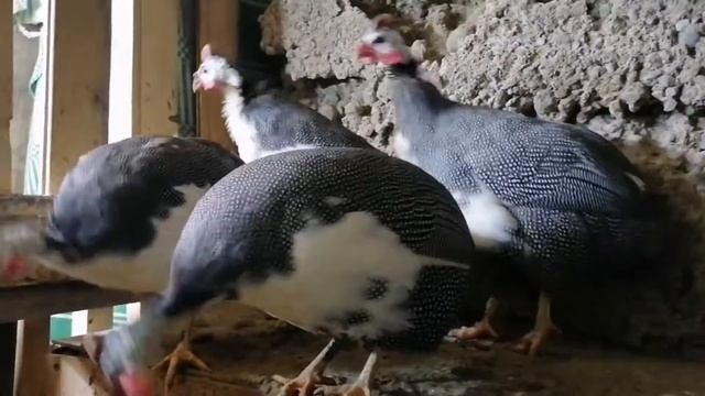 Цесарка, содержание, как отличить цесаря от цесарки, какое яйцо.