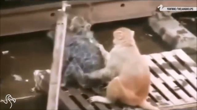 Животные спасают друг друга!!! смотреть онлайн
