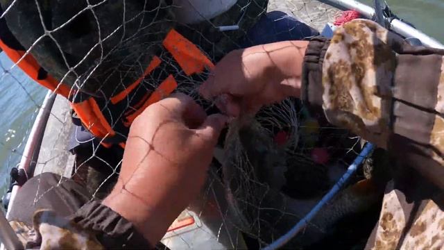 Удочка в дугу и визг фрикциона - это САЗАН. Рыбалка на сазана. смотреть онлайн