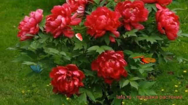Пион древовидный Алые паруса (paeonia suffruticosa) ? обзор: как сажать, саженцы пиона Алые паруса смотреть онлайн
