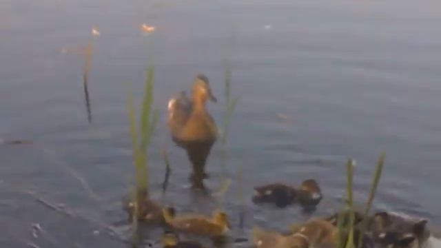 21052010031.mp4 смотреть онлайн