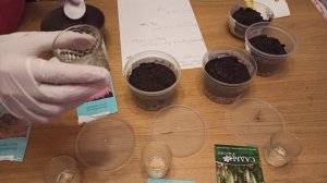 Повторная посадка после первой неудачи. Мюленбергия, Ковыль бородатый, Бриза Большая.