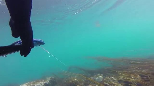 Подводная охота Saltstraumen Brygge смотреть онлайн