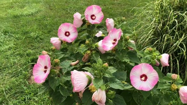 Update On 2nd Vanilla Strawberry Hydrangea, More Hibiscus Blooms On 3rd August 2021
