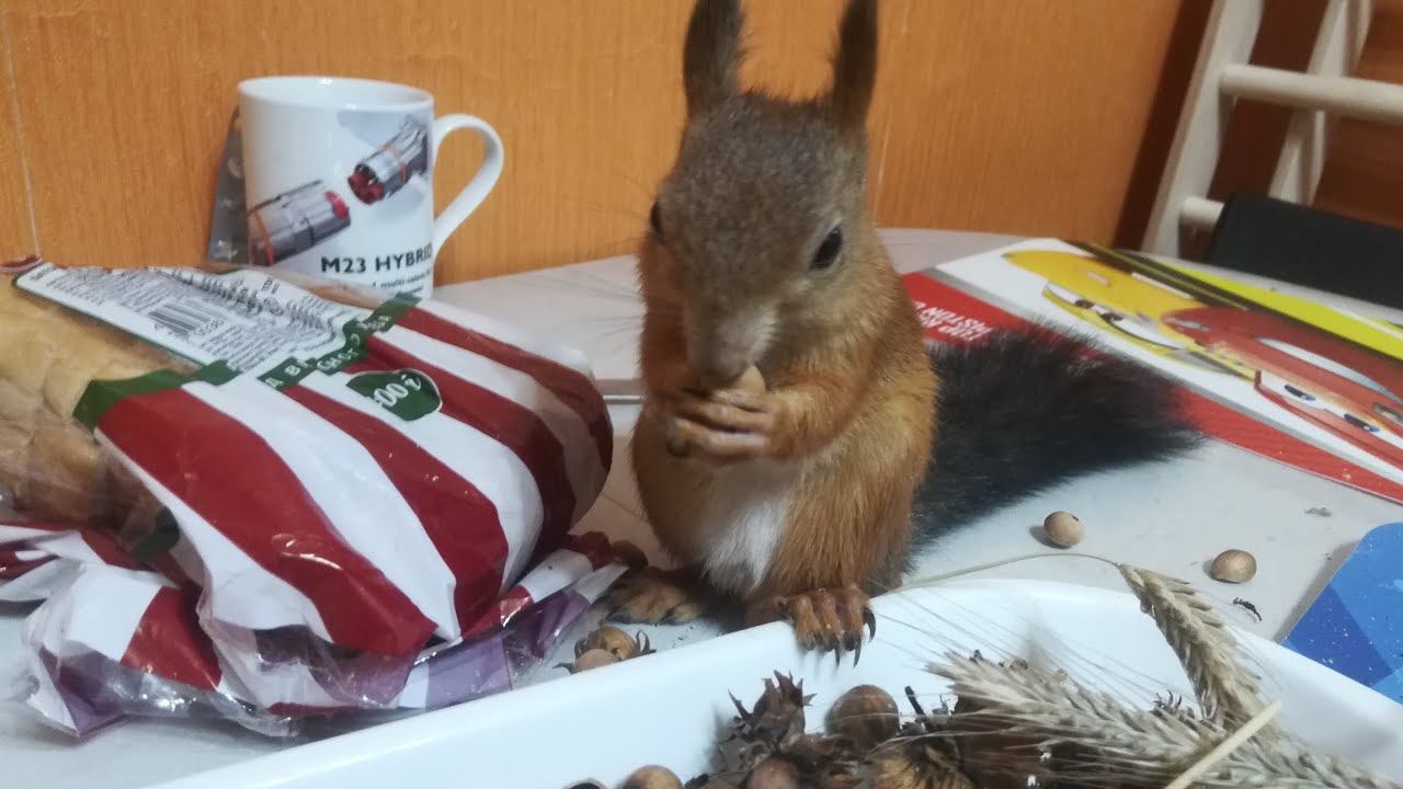 БУДНИ ДОМАШНЕЙ БЕЛКИ. Хвостатый пришел домой поужинать орехов за столом. смотреть онлайн