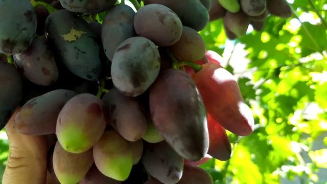Виноград Днепровский сувенир селекция Калугина Виктора на 05.08.21 смотреть онлайн