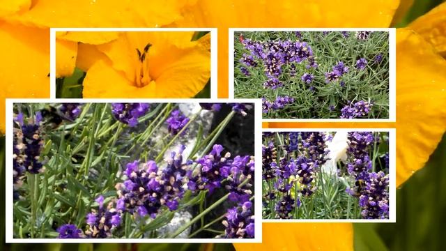 SAMSUNG WB 750   VIDEO ASSEMBLAGE