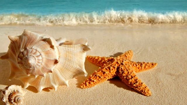 Необычные ракушки