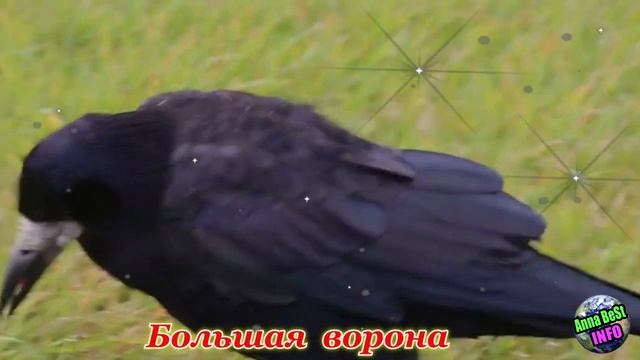 Птицы, которые приносят удачу и счастье! смотреть онлайн