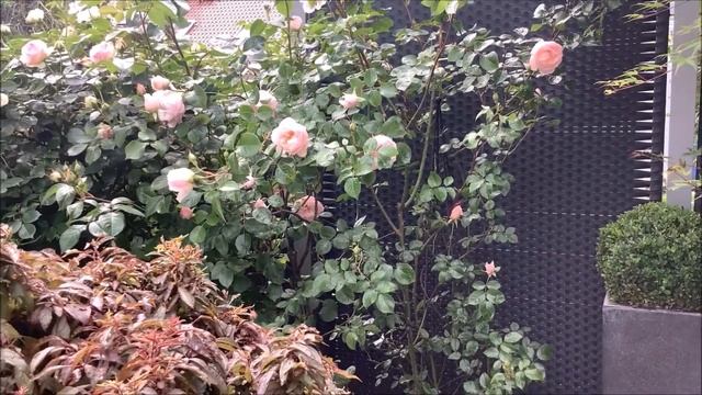 Rose Generous Gardener | Blütenstart | Rosenvideo 2021 | gartenfein [HD] смотреть онлайн