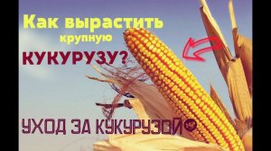 Как вырастить крупную кукурузу? Уход, полив и подкормка кукурузы!