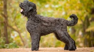 ЧЁРНЫЙ ТЕРЬЕР ПРОТИВ РИЗЕНШНАУЦЕР - КТО ЛУЧШЕ? КТО СИЛЬНЕЕ?