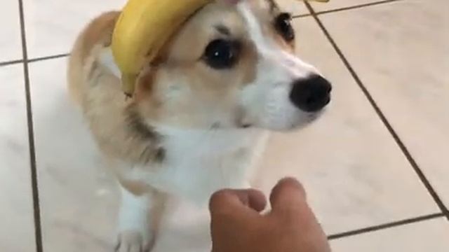 Балансировка с бананом смотреть онлайн