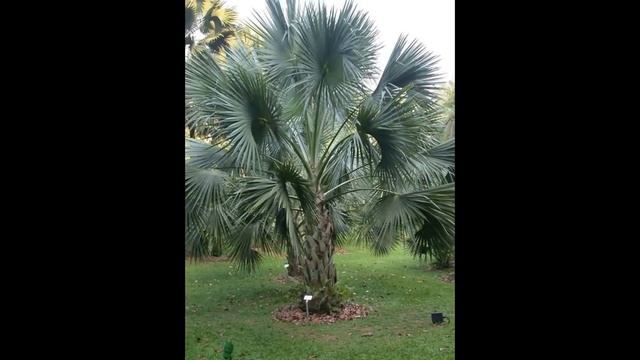Cabbage Palm Tree - Sabal palmetto смотреть онлайн