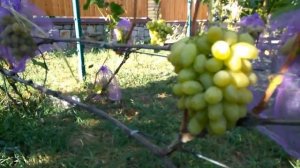 @Виноград Сицилия селекции Бурдака А В  Отзыв винограде 2020