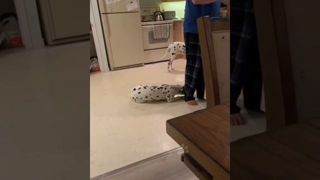 Смешные животные #139.mp4 смотреть онлайн