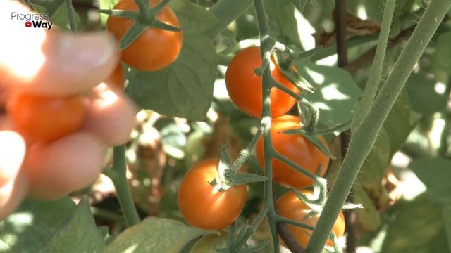 КАК ЗАСТАВИТЬ ТОМАТЫ ДРУЖНО ЦВЕСТИ И ЗАВЯЗЫВАТЬ ПЛОДЫ смотреть онлайн