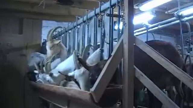 Как живут козы на немецкой ферме "Мартинсхоф" !!!ТИЗЕР!!! смотреть онлайн