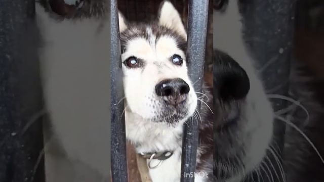 Щенок в зооуголке монастыря ( будущая охрана) #забавныеживотные смотреть онлайн