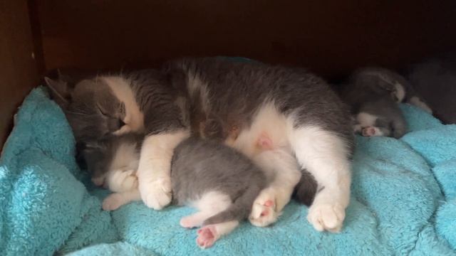 Mom is cuddling with her kitten in her sleep смотреть онлайн