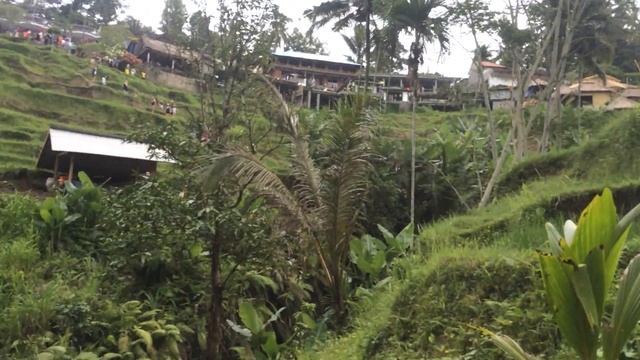 Рисовые террасы