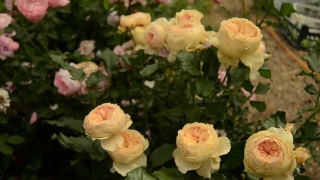Редкие сорта роз в моём саду. смотреть онлайн
