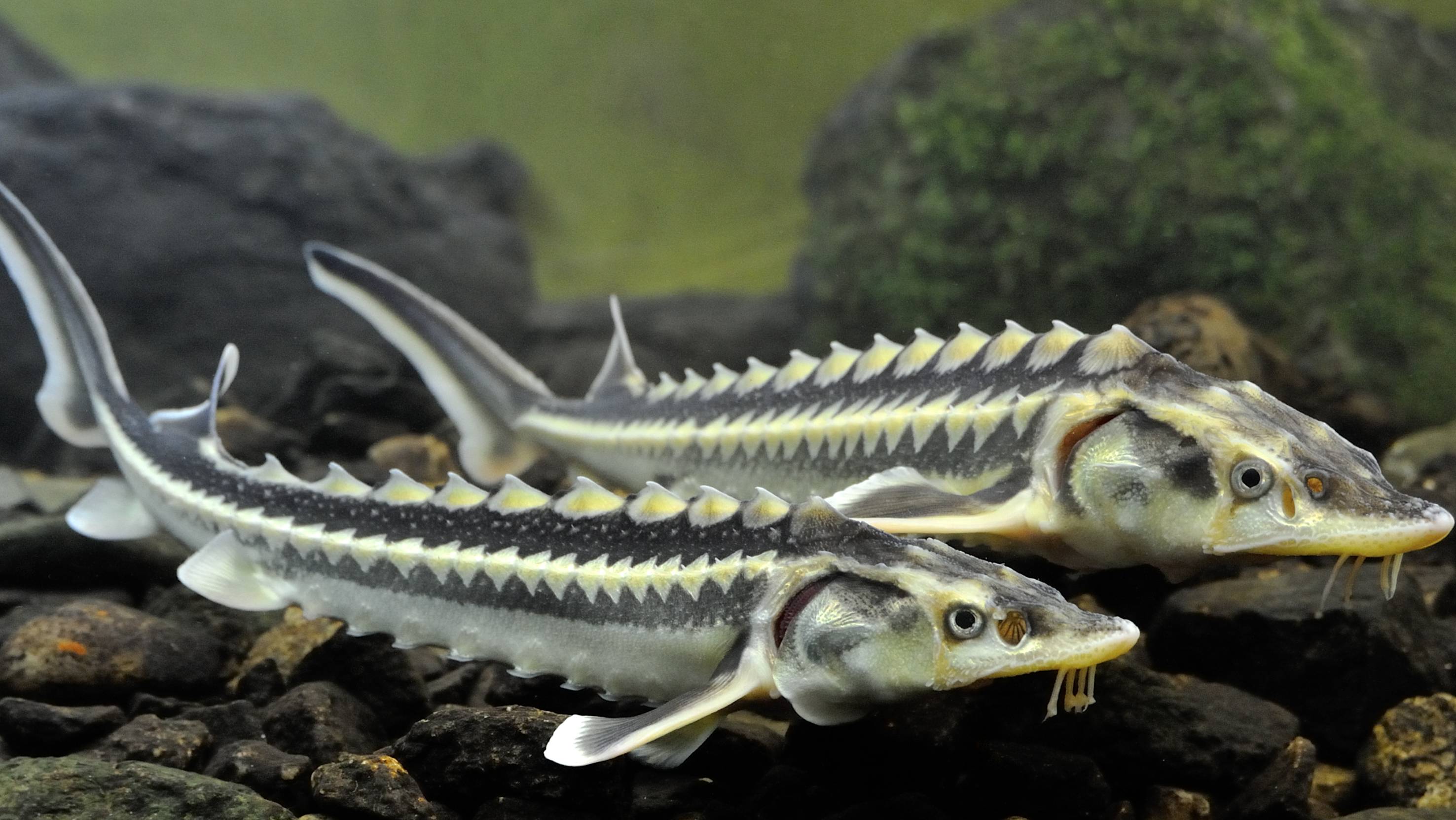 Типичные и редкие виды рыб бассейна Днепра, Дона и Волги смотреть онлайн