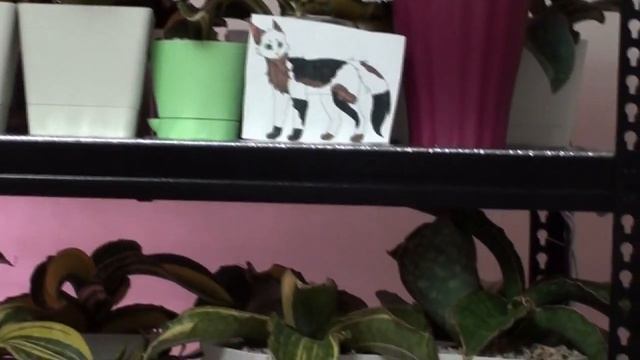 Стеллаж с освещением для комнатных растений. смотреть онлайн