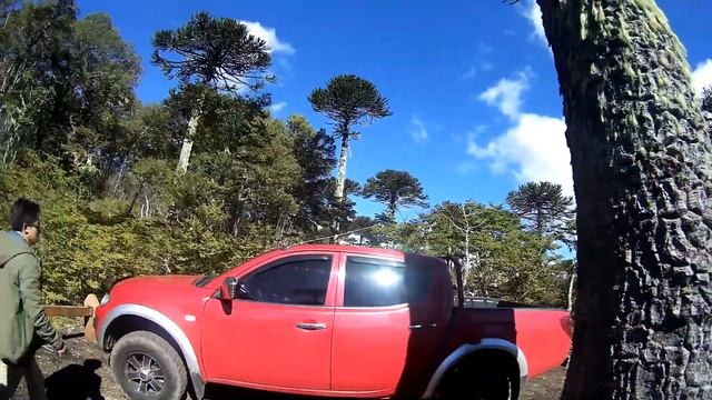 День 297. Ёжкин Кот в Чили. Араукания. Парк Конгильио. Кругосветное путешествие. смотреть онлайн