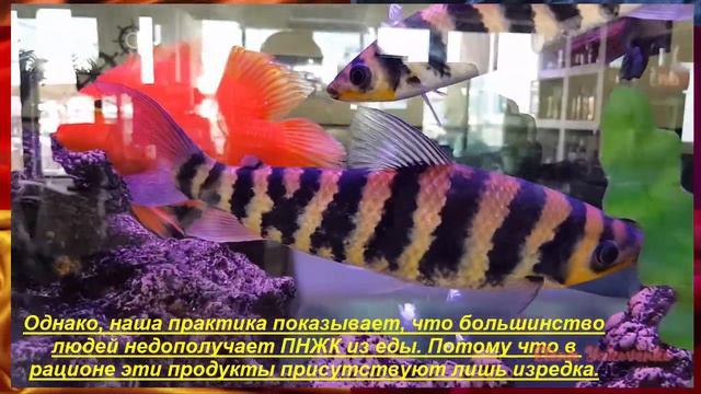 Почему нужна Omega 3 смотреть онлайн