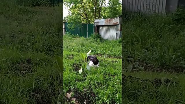 Кот грустит по фен шую смотреть онлайн