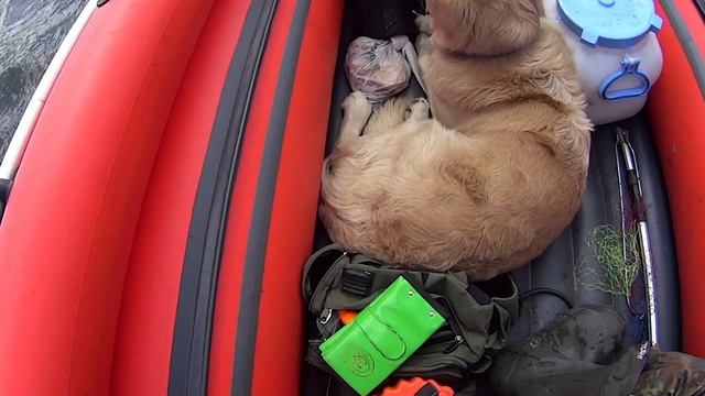 Ловля хариуса на Енисее после запрета 2021. БОЛЬШАЯ И МУТНАЯ ВОДА, БУДЕТ ЛИ КЛЕВ? смотреть онлайн