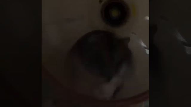 как поставить поилку в контейнер?(ответ есть)?❤️ смотреть онлайн