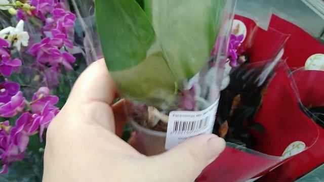 Завоз ко дню матери! шикарный микс 599р смотреть онлайн