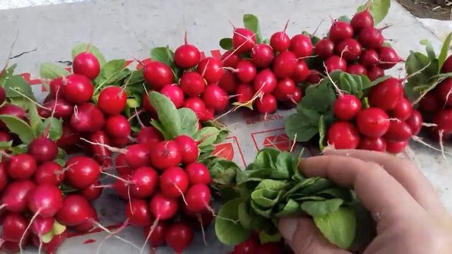 редис черриэт смотреть онлайн