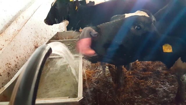 КОРОВА ЛИЖЕТ ВОДУ ЯЗЫКОМ смотреть онлайн