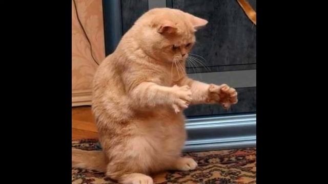 Самые смешные фото кошек 2019 - Смешное видео МатроскинТВ смотреть онлайн