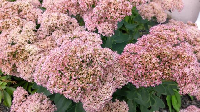 Sedum Autumn Joy
