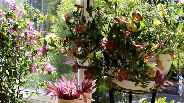 Калибрахоа хамелеон смотреть онлайн