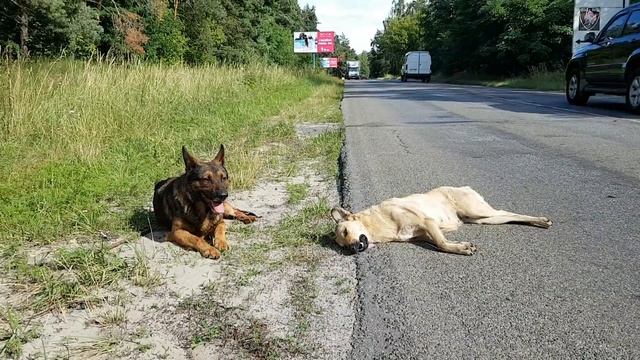 Такое я видел только в кино
