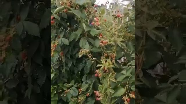 Ежевика Небеса могут подождать