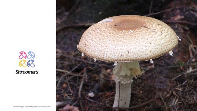 The prince (Agaricus augustus) | Sensory | Practical Short Profile | Shroomers смотреть онлайн